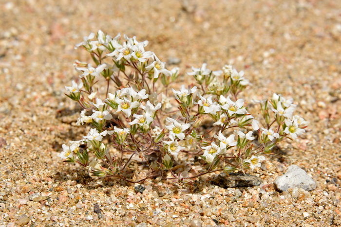 Linanthus demissus, Desertsnow